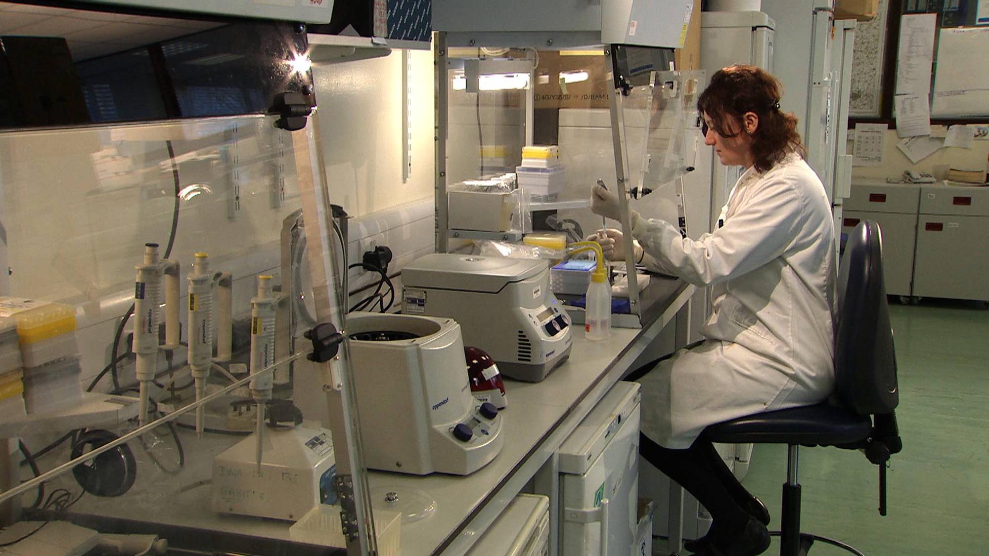 Turi King extracts DNA from one of Richard III's female-line relatives in a laboratory at the University of Leicester. - University of Leicester